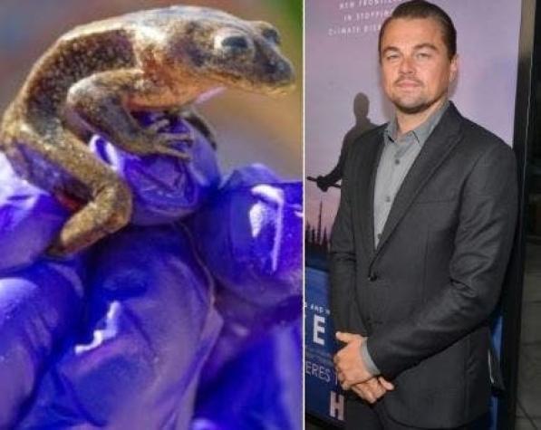 Desnutridos y casi no se movían: El grave estado en que estaban las ranas por las que habló DiCaprio