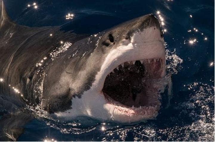 [VIDEO] Registro muestra el momento exacto en que un tiburón blanco choca con un bote pescador