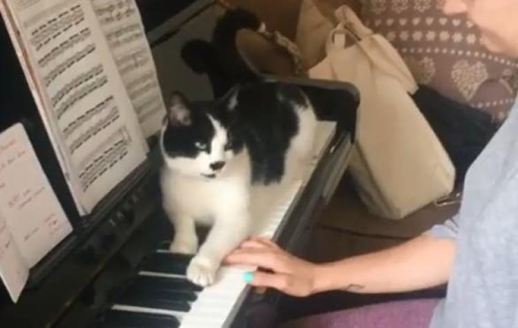 [VIDEO] Conoce a Jasper, el imprudente gato que arruina las clases de piano