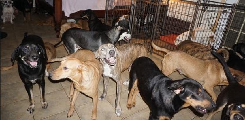 [FOTOS] Mujer acoge a 97 perros callejeros en su casa para protegerlos del Huracán Dorian