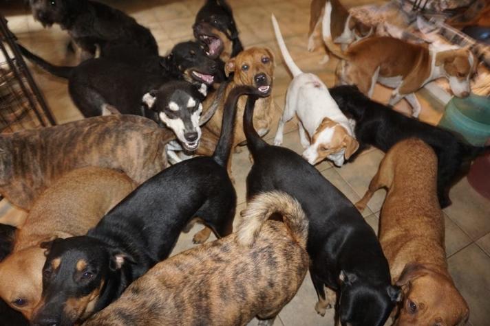 Mujer acoge 97 perros en su casa para protegerlos del huracán Dorian en Bahamas