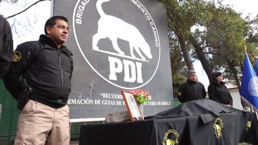 [VIDEO] PDI homenajea a perro policial que participó en icónicas misiones