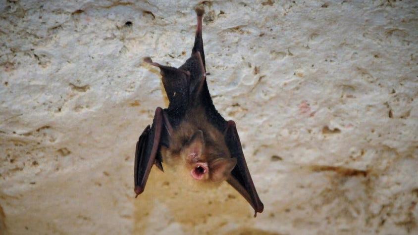 El manicure que está ayudando a preservar una rara especie de murciélago en Cuba