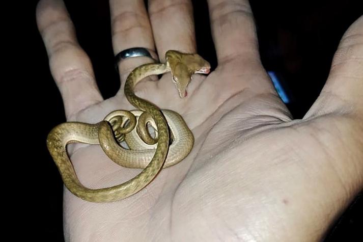 [FOTO] Aterrador hallazgo en Bali: Una serpiente de dos cabezas sorprendió a sus habitantes