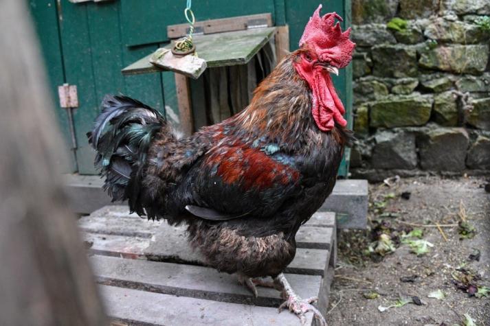Gallo mató a picotazos a mujer de 76 años que recogía huevos en su gallinero
