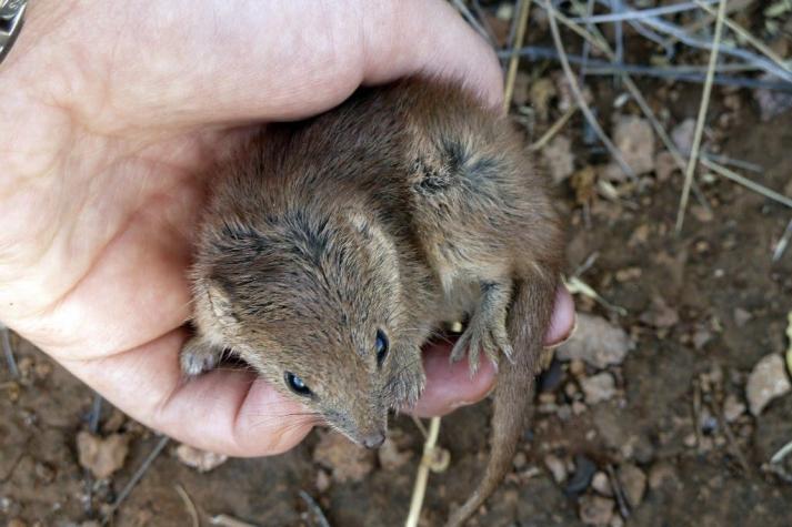Pequeños marsupiales mueren en masa por su "intenso apareamiento"