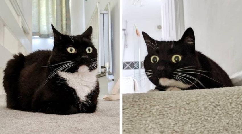 El gracioso caso de Zelda: La gata con cara de “siempre sorprendida” que desata risas en internet