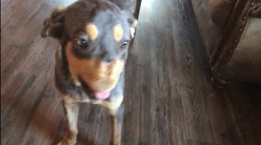 La asombrosa rehabilitación de perro que perdió su nariz tras ser heridos con explosivos
