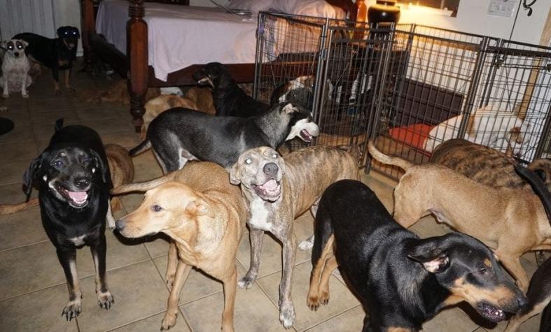 [FOTOS] Una mujer rescata 97 perros callejeros del huracán Dorian en Las Bahamas