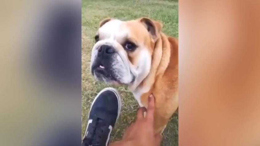 [VIDEO] Le dolió: La hilarante reacción de un perro luego que su dueño le dijera que era feo
