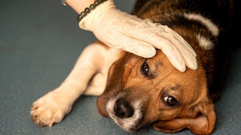 La misteriosa enfermedad que ha dejado más de 20 perros muertos y decenas más enfermos en Noruega