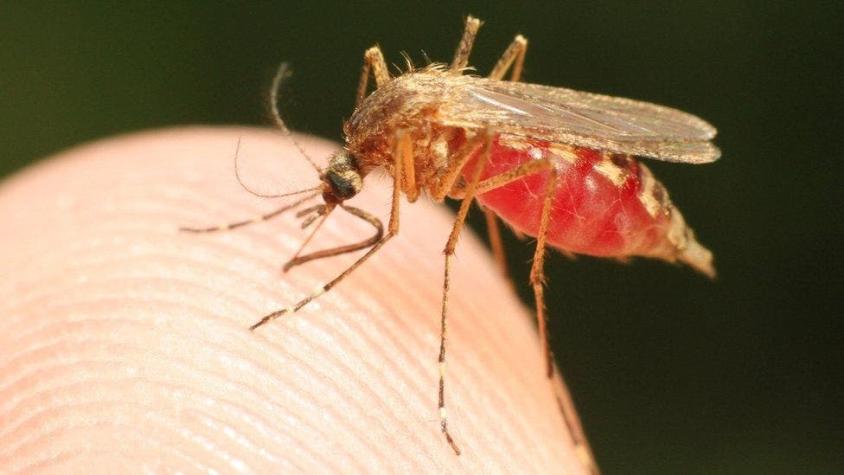 Malaria: la meta "de proporciones épicas" para erradicar la enfermedad en el año 2050