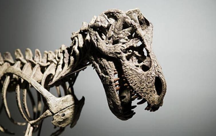 Hallan la primera prueba de Chile sobre el fin de los dinosaurios