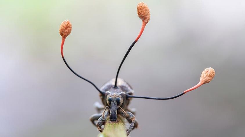 La espectacular imagen de un "hongo zombi" que toma el control absoluto de un escarabajo