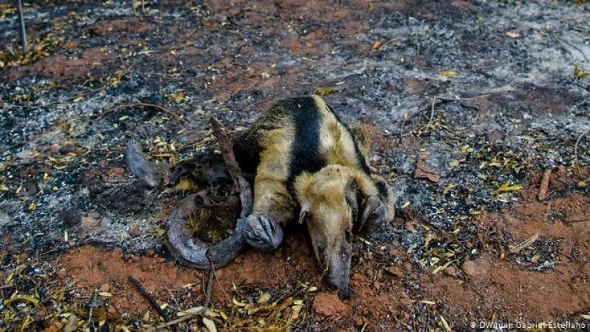 WWF: "Los incendios en el Amazonas destruyeron el hábitat de muchas especies"
