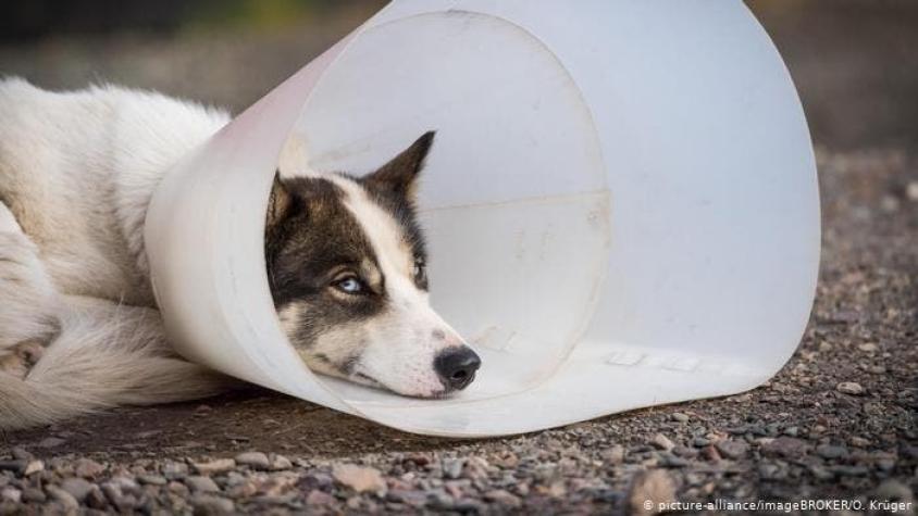 Decenas de perros son afectados por una rara enfermedad en Noruega