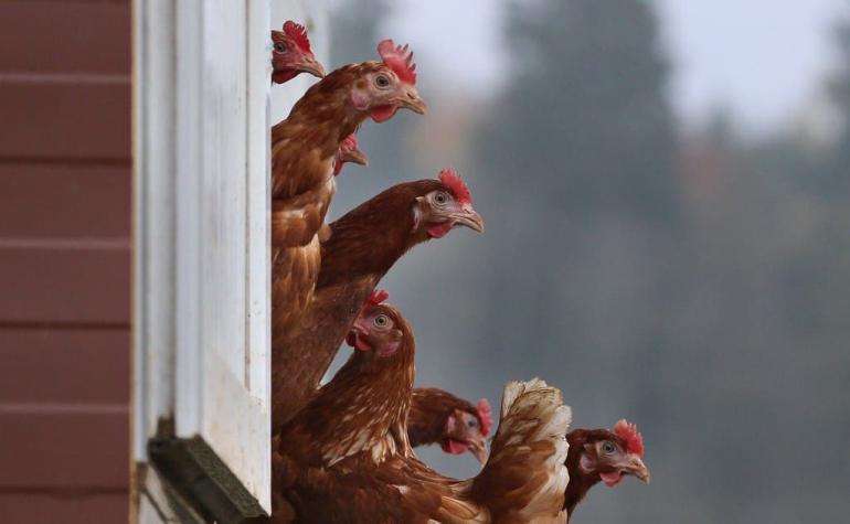 Perú cierra frontera a productos avícolas chilenos por un foco de gripe aviar