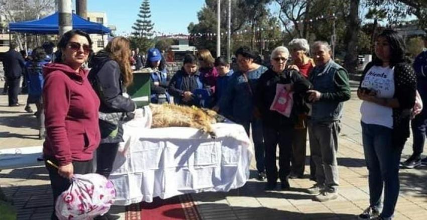 Realizan emotiva ceremonia para despedir a perro callejero en Vallenar