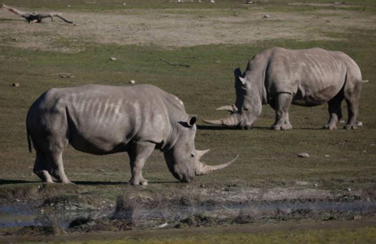 Científicos intentan salvar al rinoceronte blanco del norte de la extinción