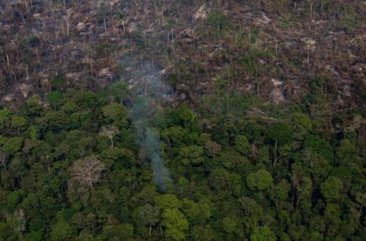 Bosques de América Latina: deforestación letal