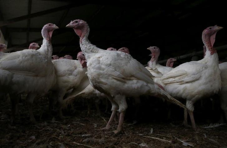 Carne de pavo chilena es restringida en Argentina, Perú y Hong Kong por gripe aviar