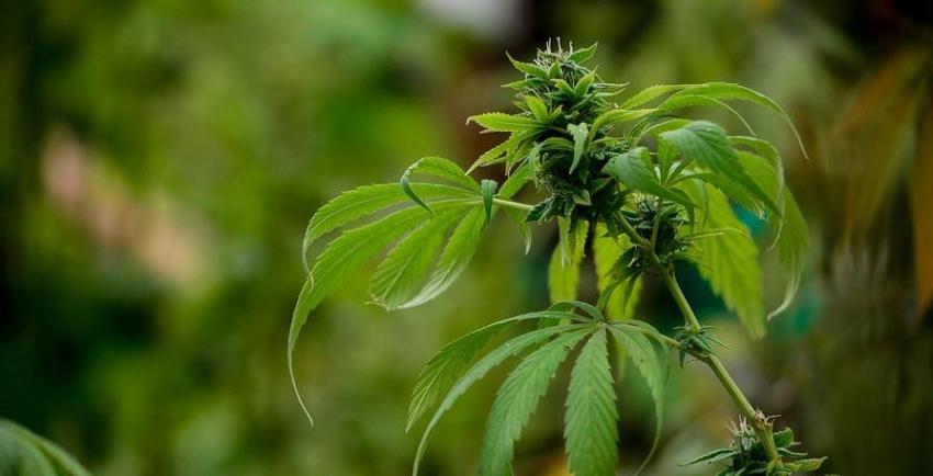 ISP denuncia graves efectos adversos provocados por preparado que contendría cannabis