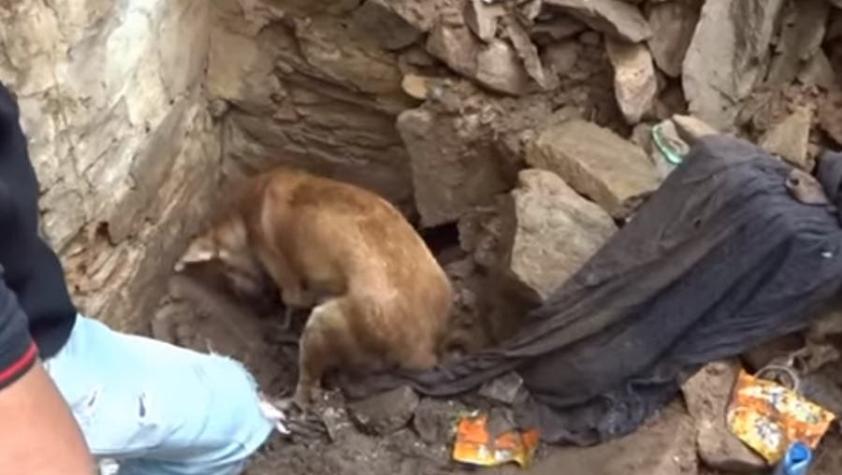 [VIDEO] El desesperado rescate de una perra a sus cachorros atrapados bajo los escombros