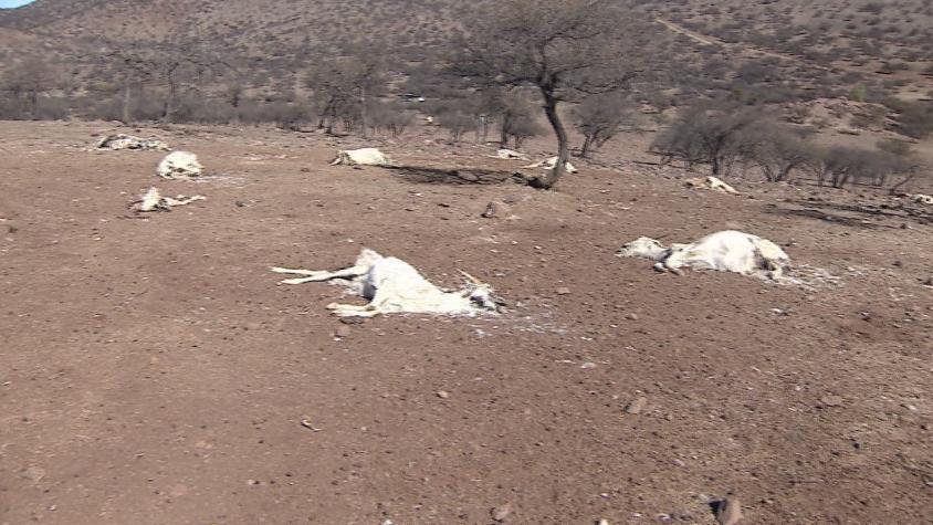 [VIDEO] Ganaderos reciben inesperada ayuda frente a la sequía