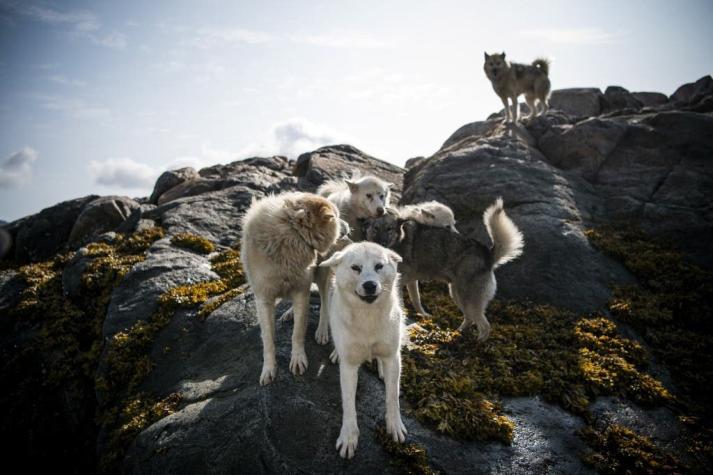 El deshielo en el Ártico amenaza a los perros de trineo en Groenlandia