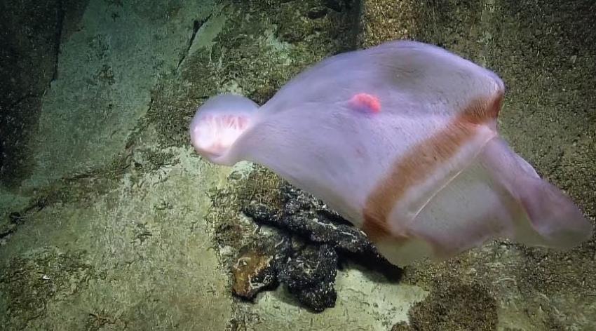 [VIDEO] Encuentran una extraña medusa que cambia de forma y color