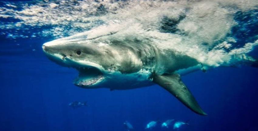 [VIDEO] Turistas quedan horrorizados tras presenciar brutal ataque de un tiburón blanco a una foca