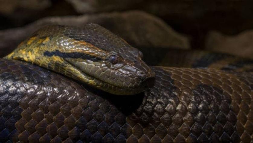 [VIDEO] Buceadores registraron encuentro cercano con anaconda de 7 metros en el fondo de un río