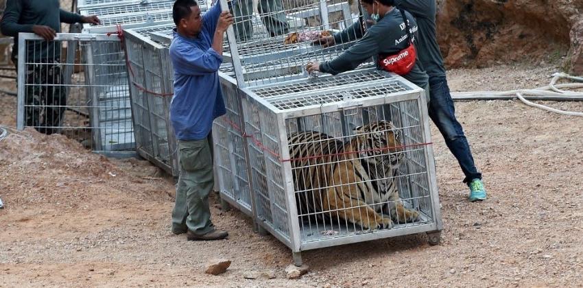 Mueren decenas de tigres confiscados en un templo de Tailandia