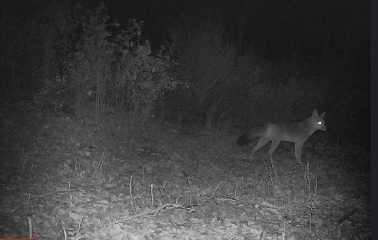 Conaf confirma presencia de gato colocolo en el Parque Nacional Radal Siete Tazas