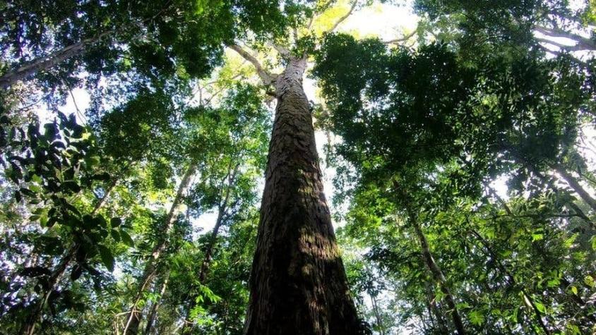 El hallazgo del árbol más alto del Amazonas (y por qué es una incógnita su gran tamaño)