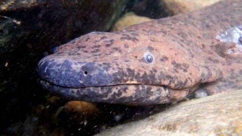 El "anfibio más grande del planeta" fue descubierto en un museo