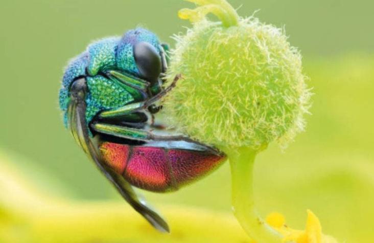 Avispas: las razones por las que debes admirar y no odiar a estos insectos