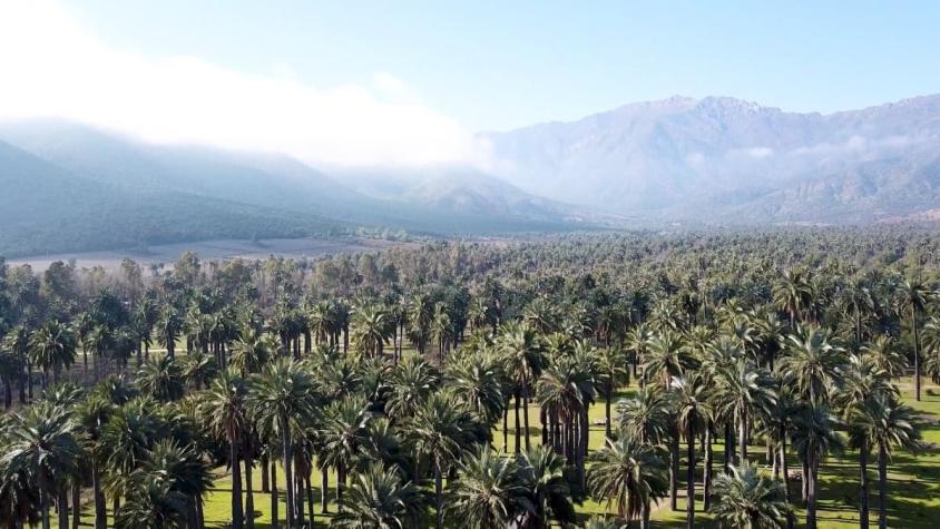 [VIDEO] #HayQueIr: El impresionante parque de palmas chilenas