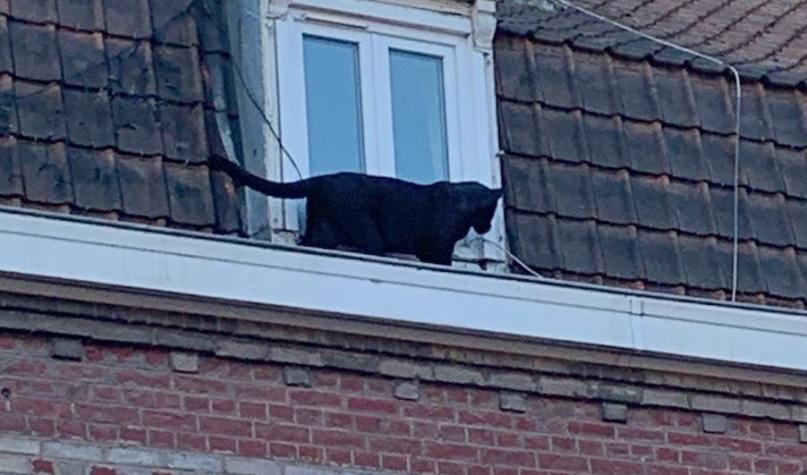 [FOTOS] Aparición de una pantera negra en techos de edificios sorprendió a habitantes
