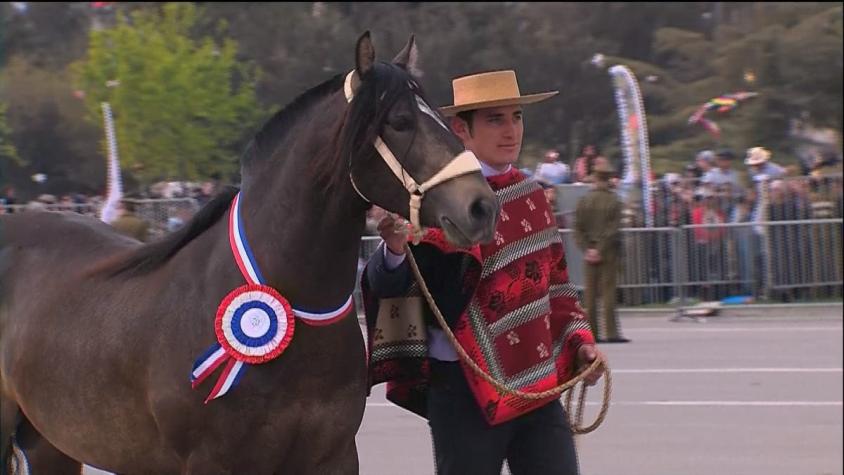 [VIDEO] Así fue el homenaje al "caballo chileno" en la Parada Militar 2019