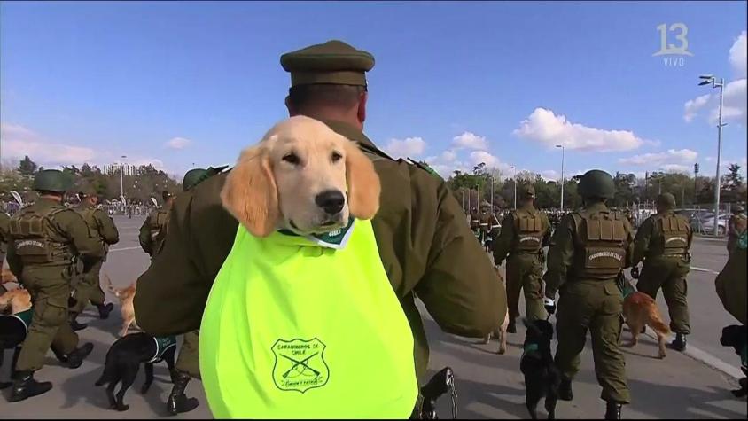 [VIDEO] Los más esperados: Así fue el paso de la patrulla canina de Carabineros en la Parada Militar