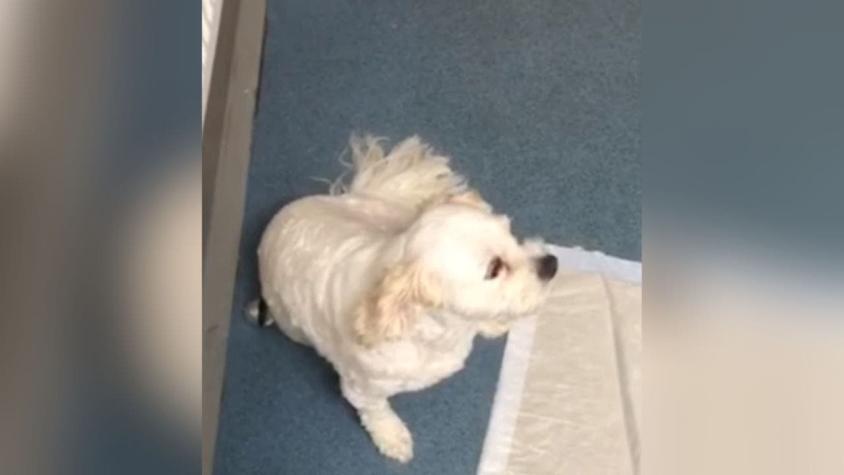 [VIDEO] El impactante estado en que quedó un perro que comió una galleta de marihuana