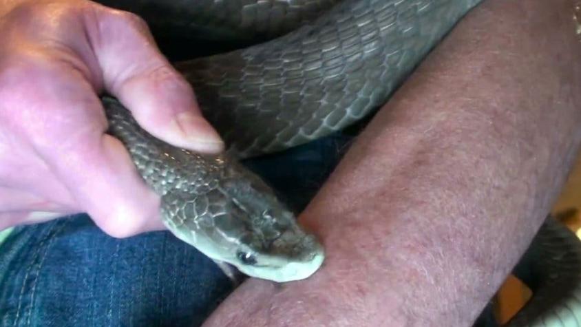 El hombre que dejó que más de 200 serpientes lo mordieran en busca de un antídoto universal