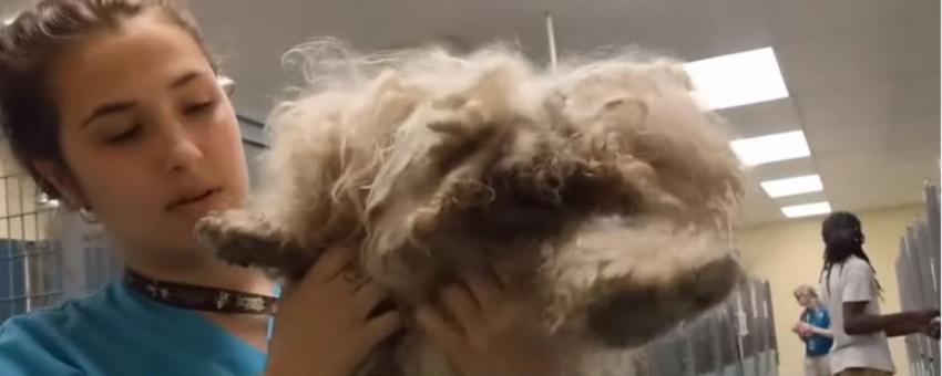 [VIDEO] "De los casos más impactantes": El radical cambio de un perro que fue maltratado por años