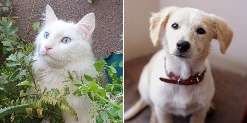 ¿Cuántos perros y cuántos gatos hay registrados en Chile?: Primer catastro revela mayoría canina