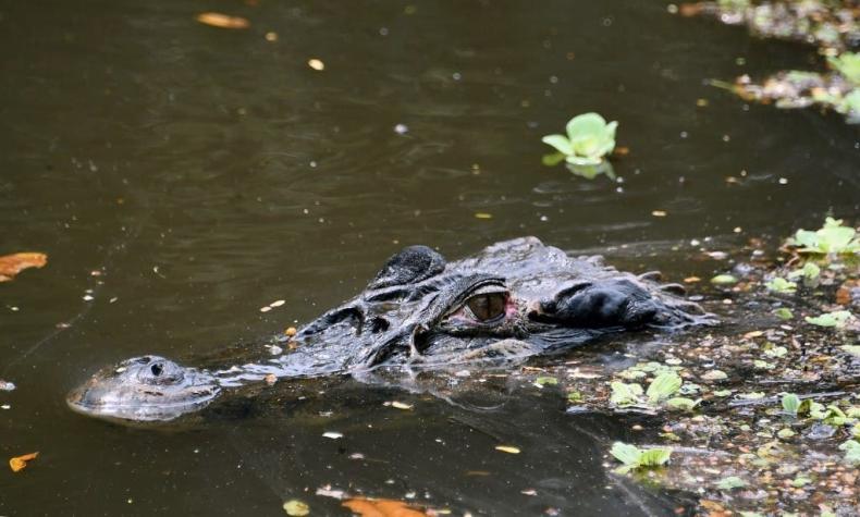 [VIDEO] Un duelo a muerte: Captan impactante lucha entre un caimán y una anaconda