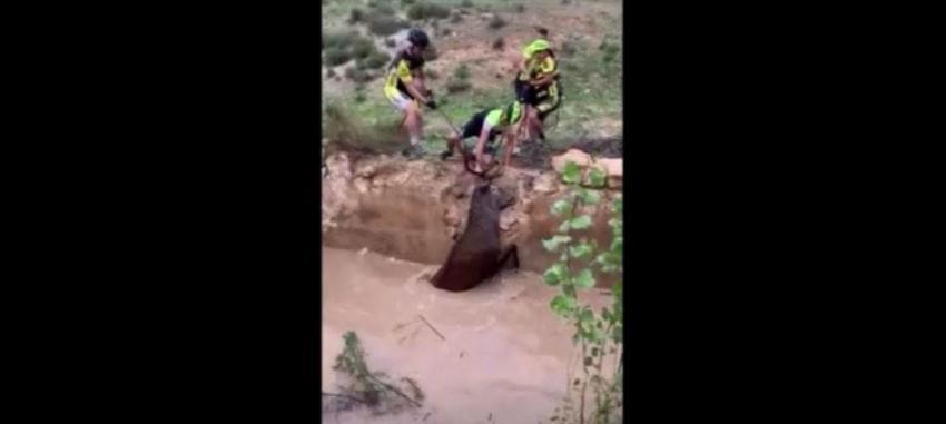 [VIDEO] Un grupo de ciclistas en España salvaron un ciervo de morir ahogado