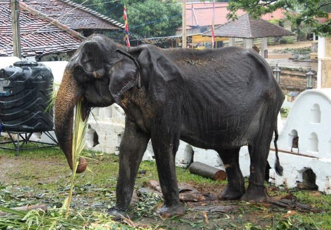 Muere Tikiri, la elefanta esquelética que provocó una gran polémica en Sri Lanka