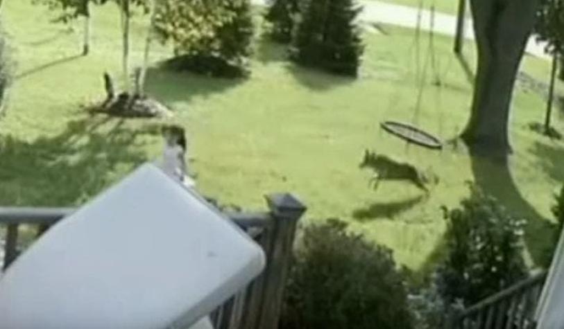 [VIDEO] Coyote intenta cazar a una niña pequeña en su propio patio