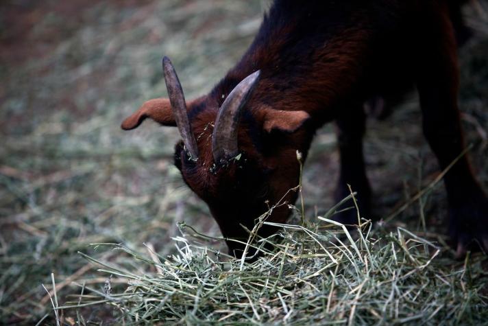Las Condes y Colina inician campaña de recolección de pasto para animales tras sequía